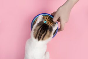 Как едят кошки?
