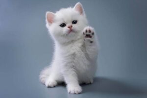 Котенок не ходит в лоток: причины проблемы и эффективные решения