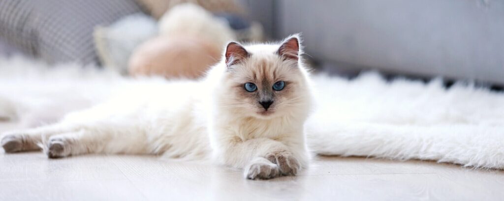 Корм для кошек Aleva gastrointestinal