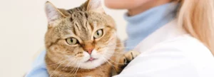 Корм для кошек Aleva gastrointestinal